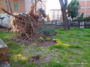 Ribaltamento a causa di un'apparato radicale poco espanso e profondo dovuto alla scarsa  idoneità del sito di vegetazione