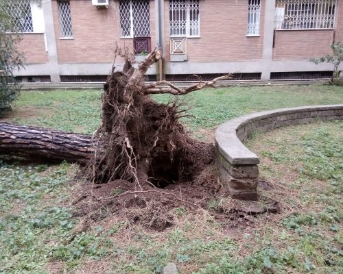 Ribaltamento dovuto alla rescissione delle radici all'interno della Zona di Rispetto Assoluta (ZRA) della pianta