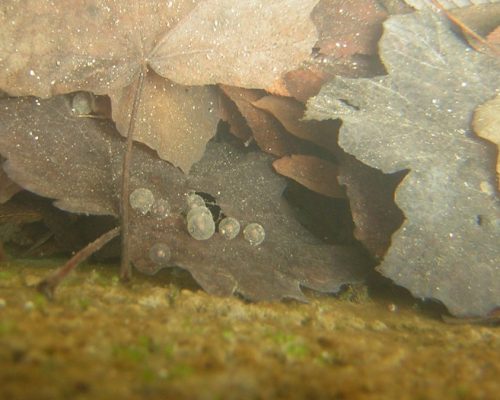 Uova di salamandrina_Guj Campanella